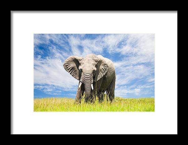 Tropical Rainforest Framed Print featuring the photograph Free African Elephant by 1001slide