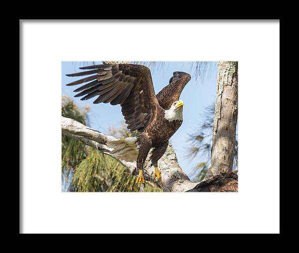 America Framed Print featuring the photograph Freedom by Doug McPherson