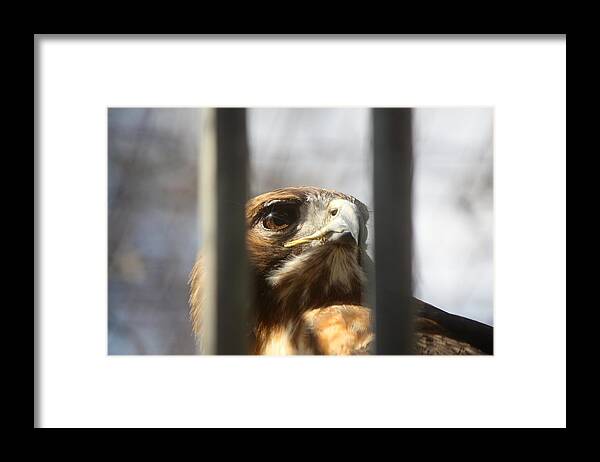 Red Tailed Hawk Framed Print featuring the photograph Freedom Isn't Free by Nunweiler Photography