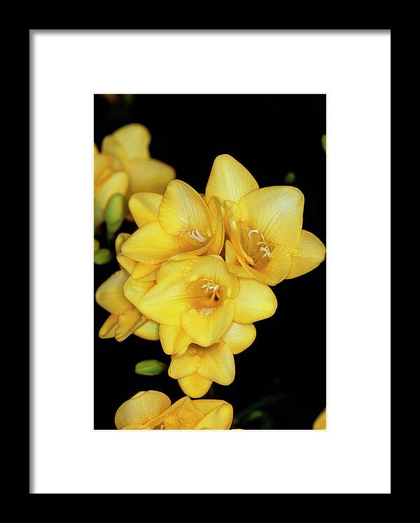 Freesia Gold River. Framed Print featuring the photograph Freesia Gold River. by Adrian Thomas/science Photo Library