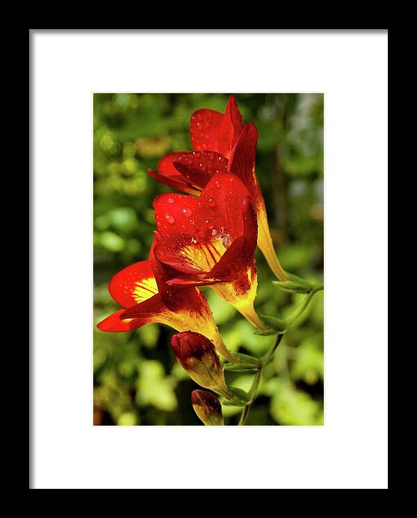Freesia Framed Print featuring the photograph Freesia Sp. Flowers by Ian Gowland