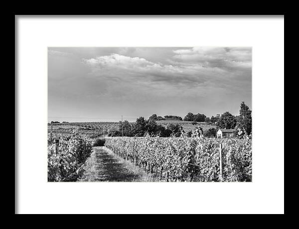 French Vineyard Framed Print featuring the photograph French Vineyard in Mono by Georgia Clare