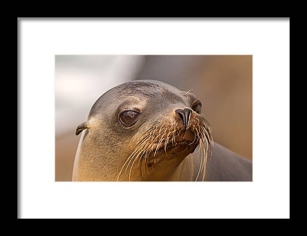 Sea Lion Framed Print featuring the photograph Fresh from the Ocean by Theo OConnor