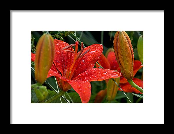 Olbrich Botanical Gardens Framed Print featuring the photograph Fresh from the Rain by Theo O Connor