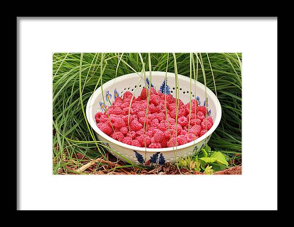 Red Framed Print featuring the photograph Fresh-Picked Raspberries by E Faithe Lester