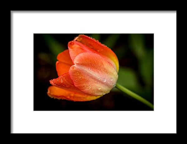 Tulip Framed Print featuring the photograph Fresh by Sara Frank
