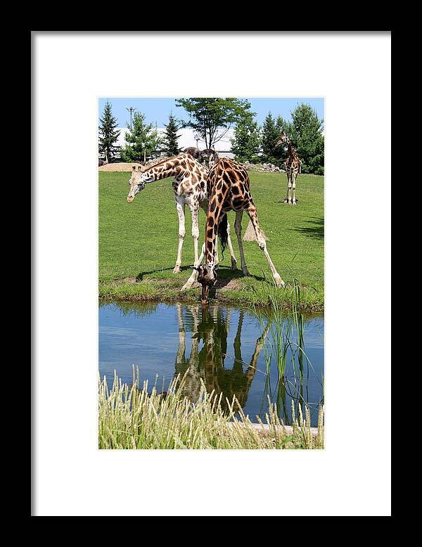 Giraffe Framed Print featuring the photograph Fresh Water by Julien Boutin