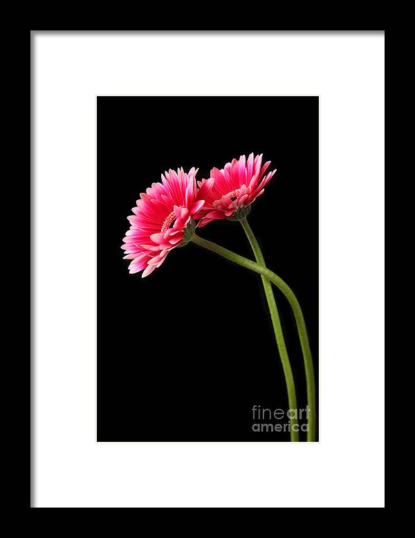 Daisy Framed Print featuring the photograph Friends by Eden Baed