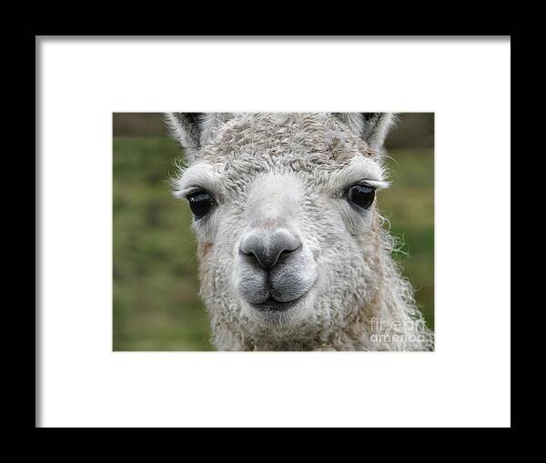 Llama Framed Print featuring the photograph Friends From The Field by Rory Siegel