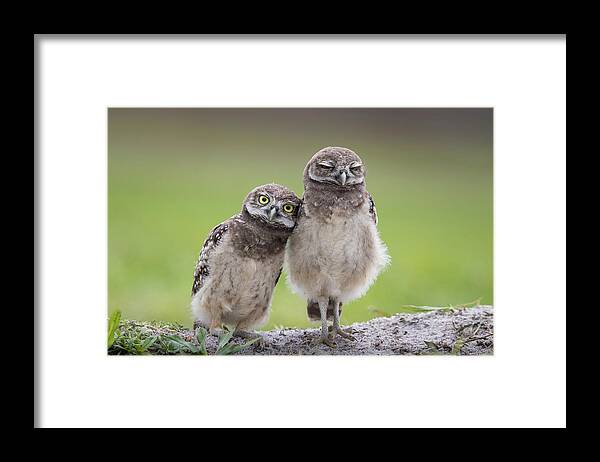 Wildlife Framed Print featuring the photograph Friends by Greg Barsh
