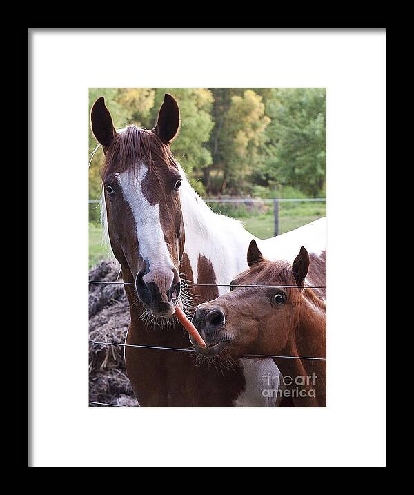 Horses Framed Print featuring the photograph Friends Share by Lee Craig