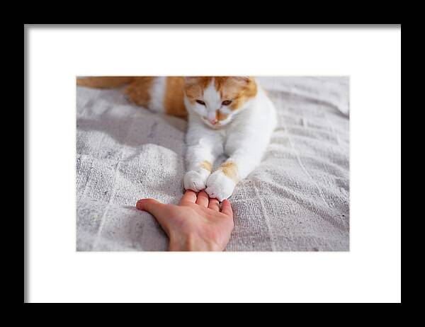 Pets Framed Print featuring the photograph Friendship between human and cat. Paws are on the hand. by Taniche