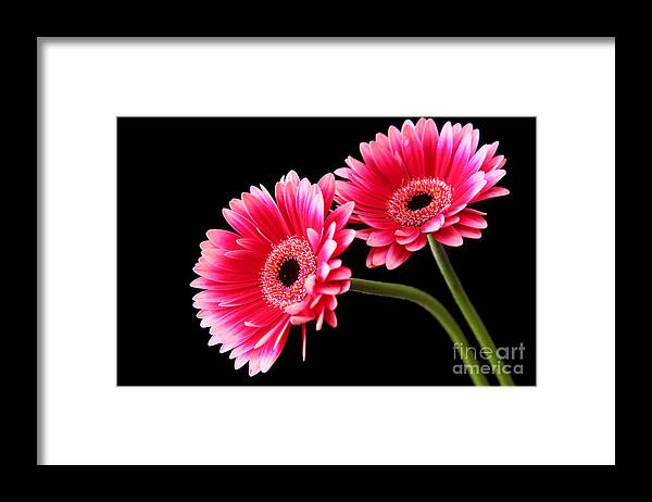 Pink Daisies Framed Print featuring the photograph Friendship by Eden Baed