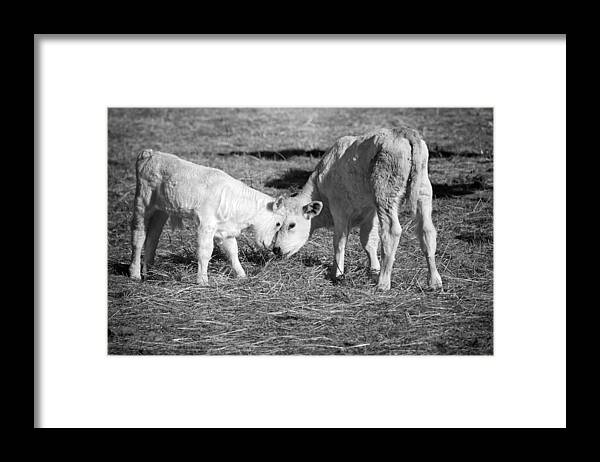 Barnyard Framed Print featuring the photograph Friendship by Steven Michael