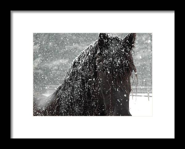 Horses Framed Print featuring the photograph Friesian Snow by Fran J Scott