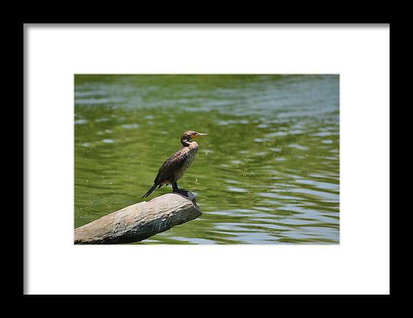 Frigatebird Framed Print featuring the photograph Frigate bird watching estuary by Alexandra Till