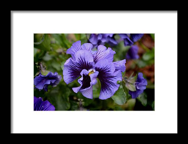 Pansy Framed Print featuring the photograph Frizzle Sizzle Blue by Jeanne May