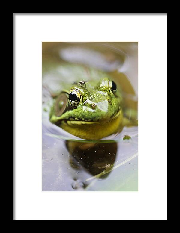 Bullfrog Framed Print featuring the photograph Frog and fly by Brian Magnier