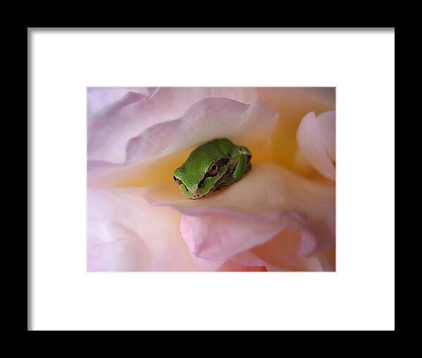 Chorus Frog Framed Print featuring the photograph Frog and Rose photo 2 by Cheryl Hoyle
