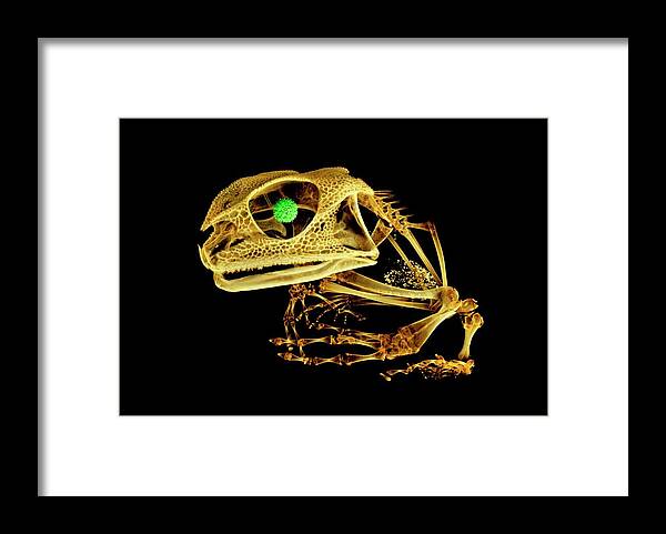 Gastrotheca Fissipes Framed Print featuring the photograph Frog by Dan Sykes/natural History Museum, London