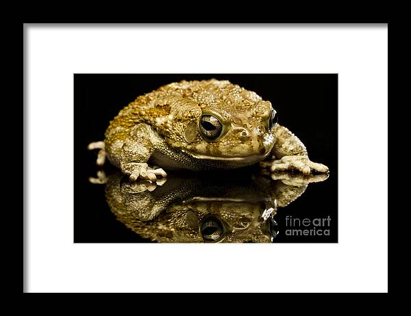 Frog Framed Print featuring the photograph Frog by Gunnar Orn Arnason