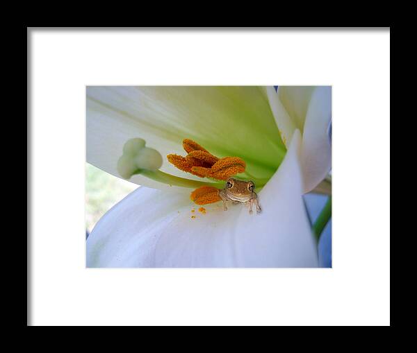 Frog Framed Print featuring the photograph Frog in the Lily by Judy Hall-Folde