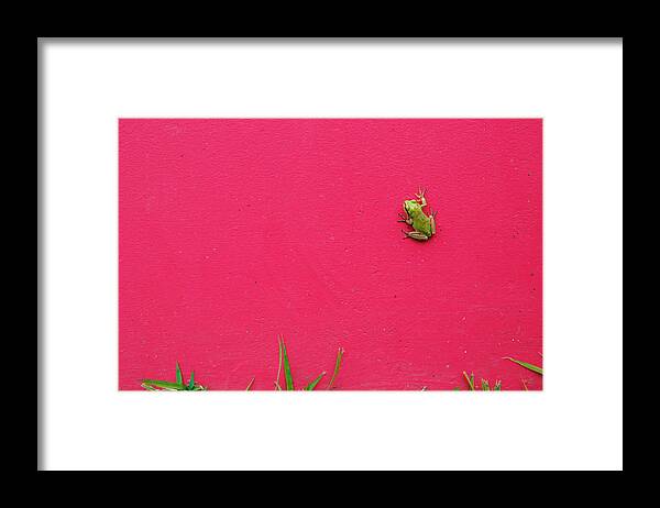 Grass Framed Print featuring the photograph Frog by Noriaki Maeda