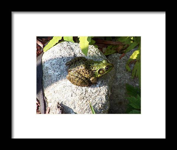 Frogs Framed Print featuring the photograph Frog on Rock by Holly Eads
