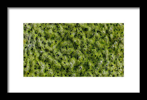 Frog Spawn Macro Framed Print featuring the photograph Frog Spawn by Joshua Bales