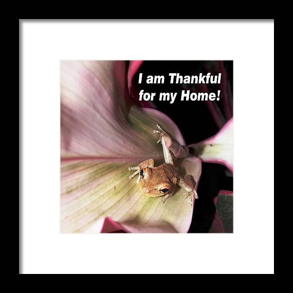 Hi Framed Print featuring the photograph Frog Thankful for His Home by Belinda Lee