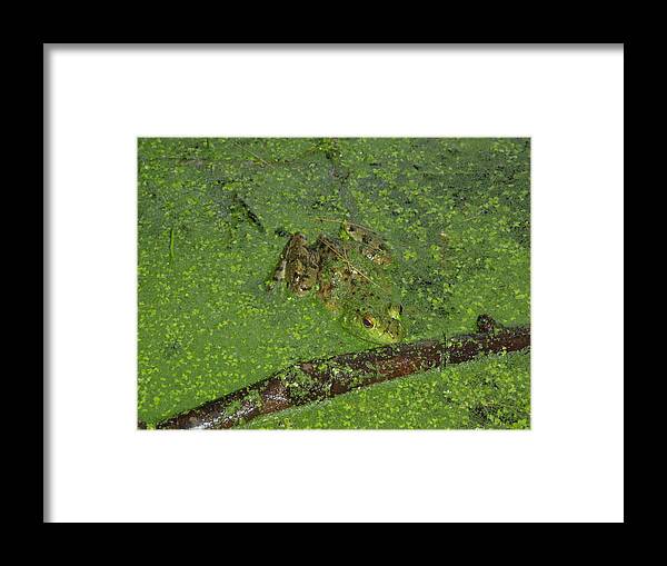  Anura Framed Print featuring the photograph Froggie by Robert Nickologianis