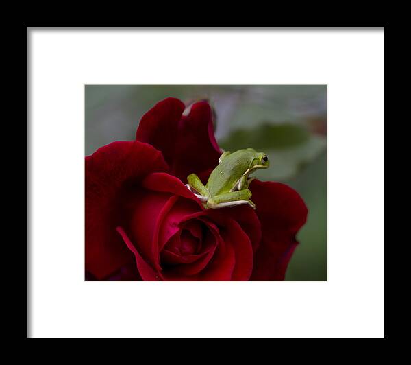 Hyla Cinerea Framed Print featuring the photograph Frogs and Roses by Kathy Clark