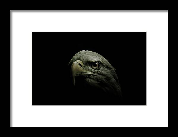 Eagle Framed Print featuring the photograph From the Shadows by Shane Holsclaw