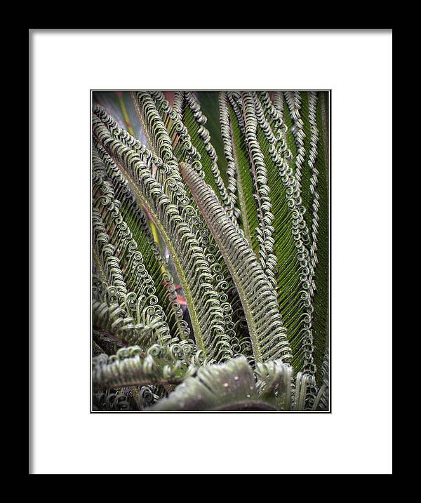 Sago Framed Print featuring the photograph Fronds Gone Wild by Farol Tomson