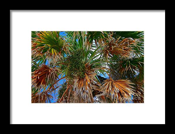 Palm Tree Framed Print featuring the photograph Frons and Feathers by Jeanne Forsythe