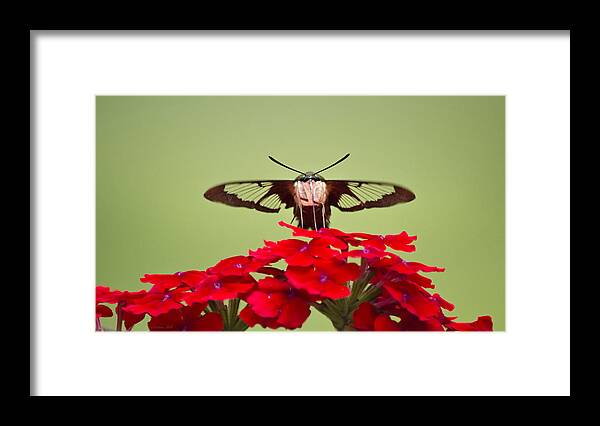 Hummingbird Clearwing Moth Framed Print featuring the photograph Hummingbird Clearwing Moth Front And Center by Christina Rollo