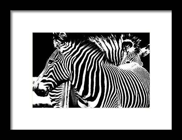 Zebras Framed Print featuring the photograph Front To End by Jeremiah John McBride