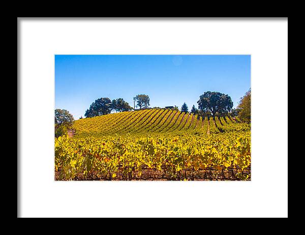 Vines Framed Print featuring the photograph Front yard by Kathleen McGinley