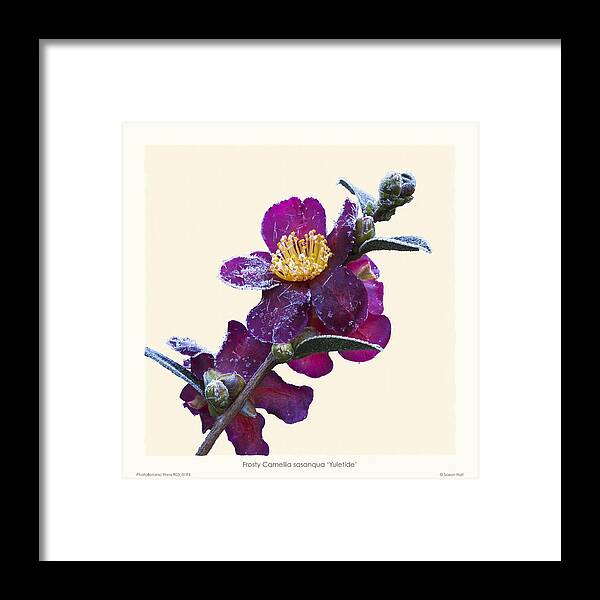 Frost Framed Print featuring the photograph Frost on Camellia sasanqua 'Yuletide' by Saxon Holt