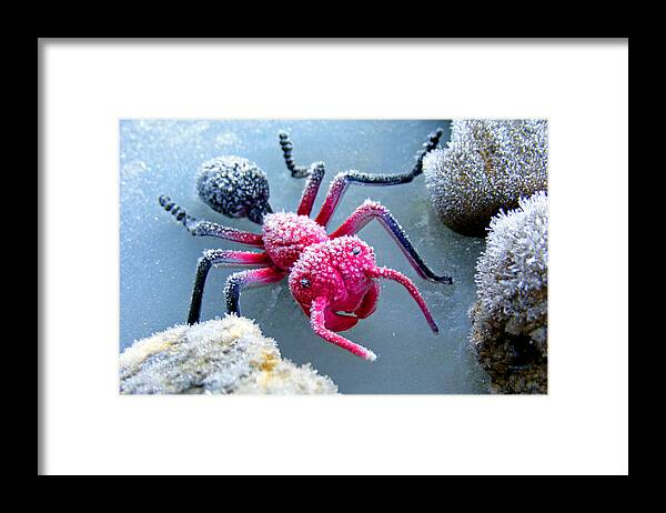 Frost Framed Print featuring the photograph Frosty Ant in Winter by Duane McCullough