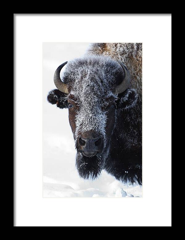 Winter Framed Print featuring the photograph Frosty Mug by Bill Singleton