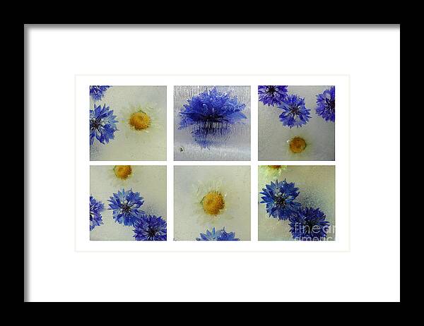 Frozen Ice Blue Flowers Icy Macro Collage Framed Print featuring the photograph Frozen Blue by Randi Grace Nilsberg