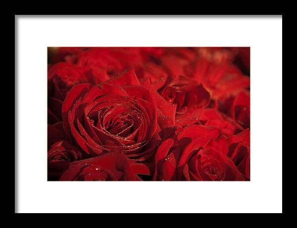 ©connie Cooper-edwards Framed Print featuring the photograph Frozen Dew on Red Roses by Connie Cooper-Edwards