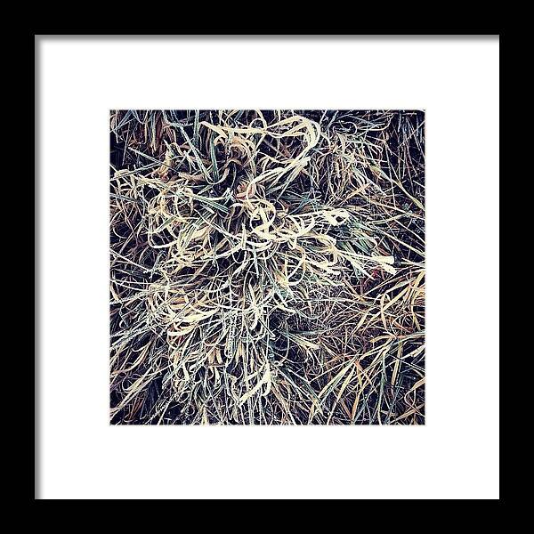 Grass Framed Print featuring the photograph Frozen Grasses by Nic Squirrell
