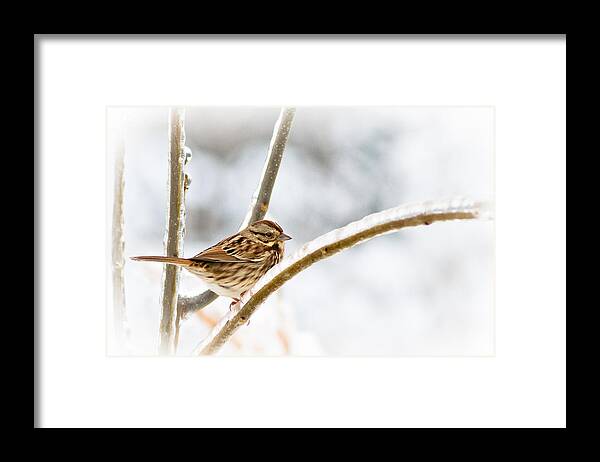 song Sparrow Framed Print featuring the photograph Frozen In Time by Annette Hugen