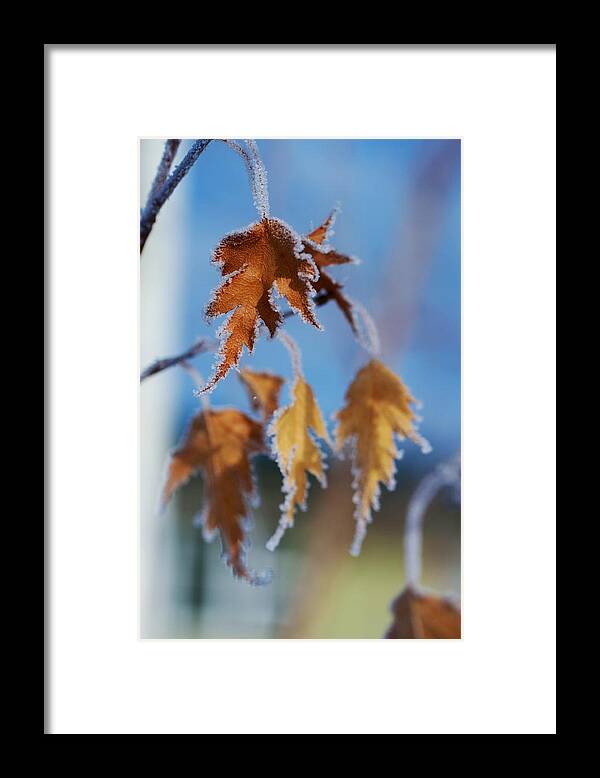 Winter Frost Framed Prints Framed Print featuring the photograph Frozen by Kevin Bone