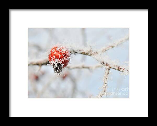  Framed Print featuring the photograph Frozen rose hip by Martin Capek