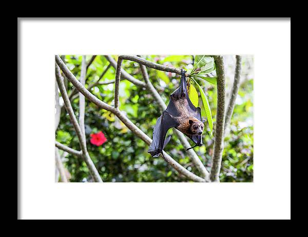 Bat Framed Print featuring the photograph Fruit Bat Hanging From Tree, Bali by Fat Tony