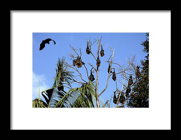 Bat Framed Print featuring the photograph Fruit Bats by Steve Allen/science Photo Library