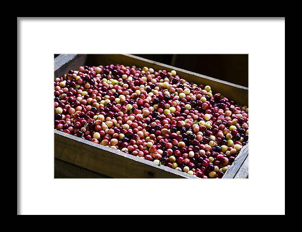 Andrew Pacheco Framed Print featuring the photograph Fruit of the Bog by Andrew Pacheco